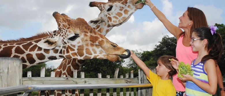 Alimentando as girafas