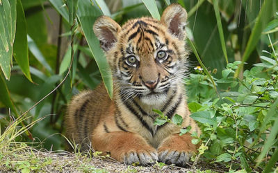 Zoo Miami: Conheça o maior zoológico da Flórida
