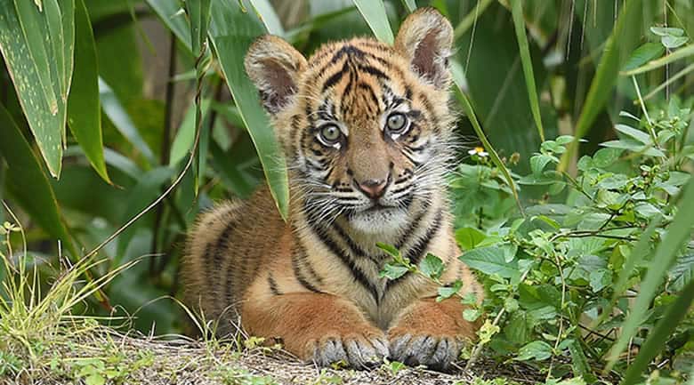 Filhote de Tigre no Zoológico de Miami