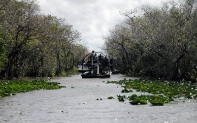 Everglades: Conheça o incrível parque selvagem perto de Miami